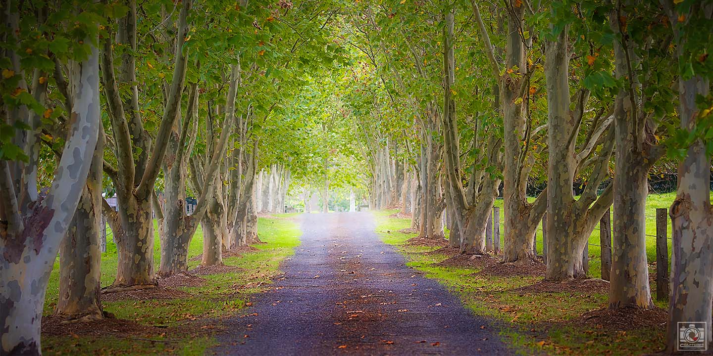 Tree Lined Driveway