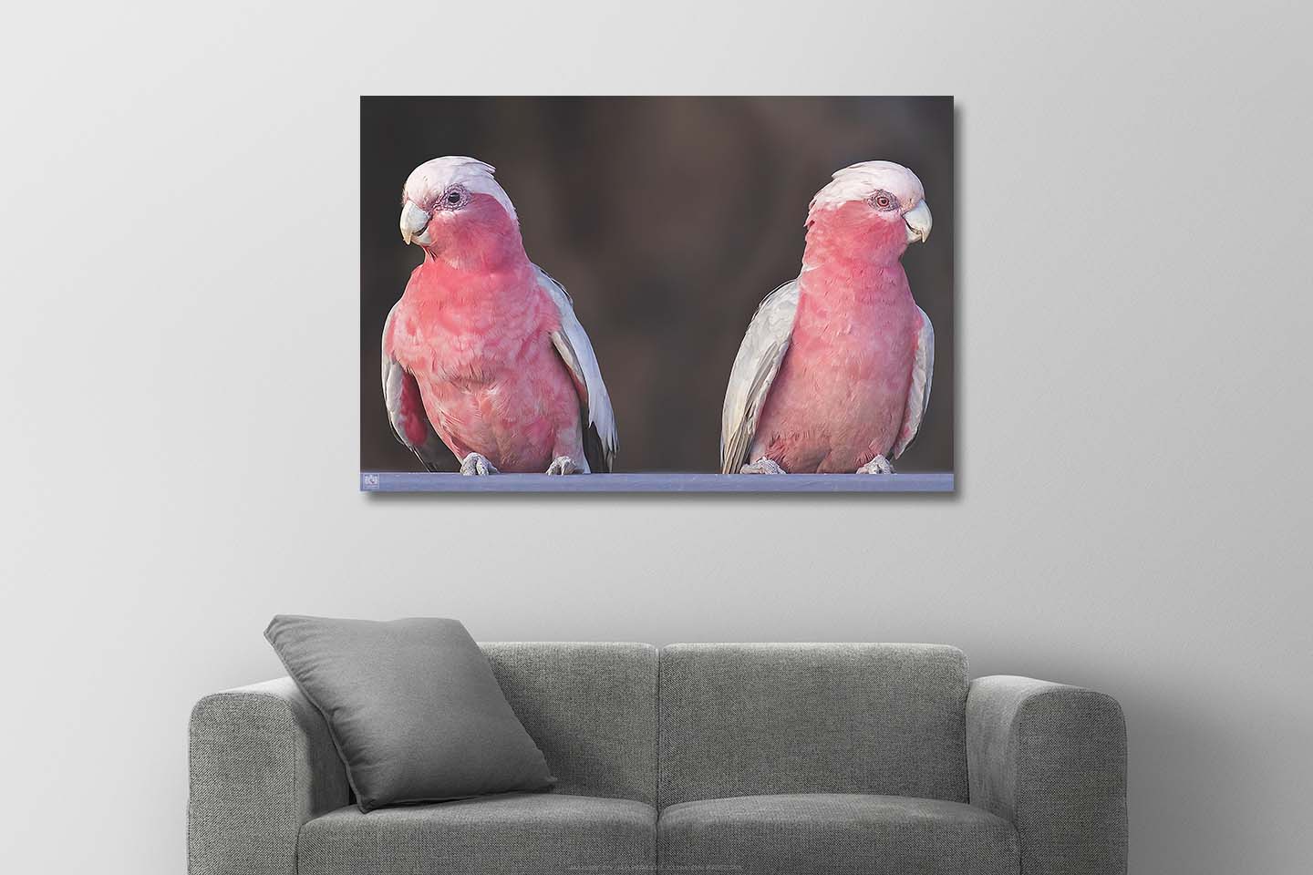 Galah Couple