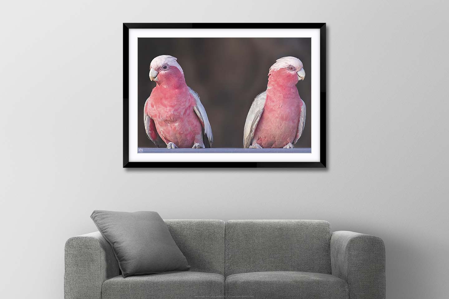 Galah Couple