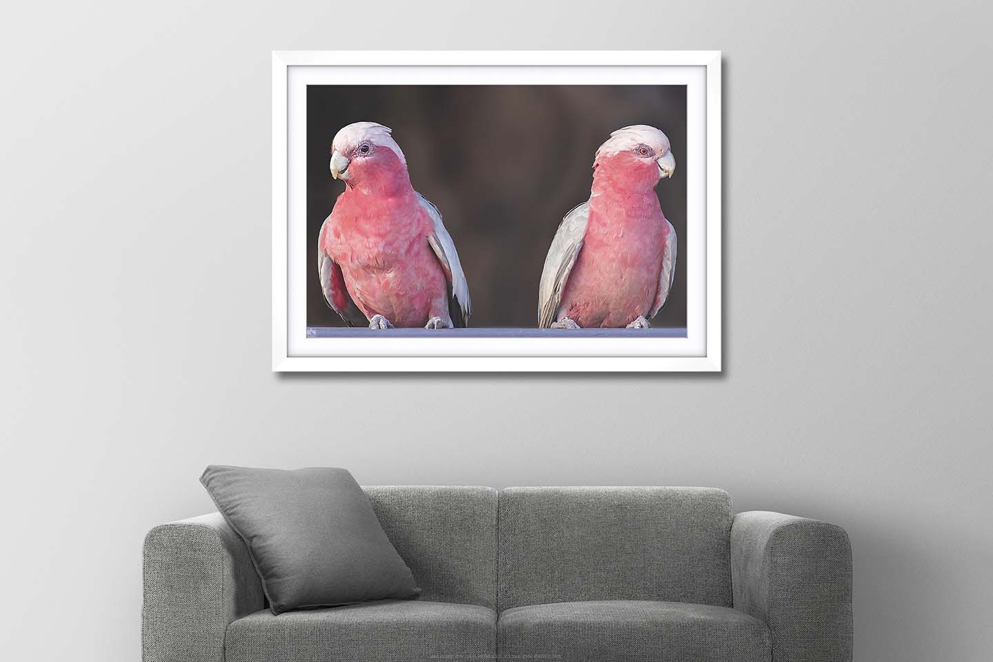 Galah Couple