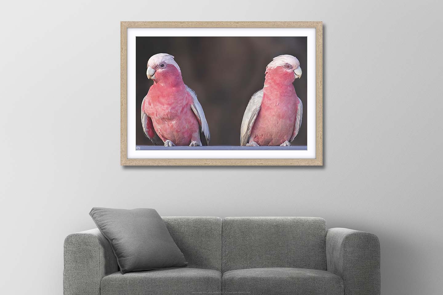 Galah Couple