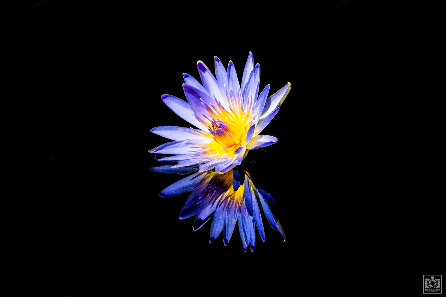 Water Lily Reflection