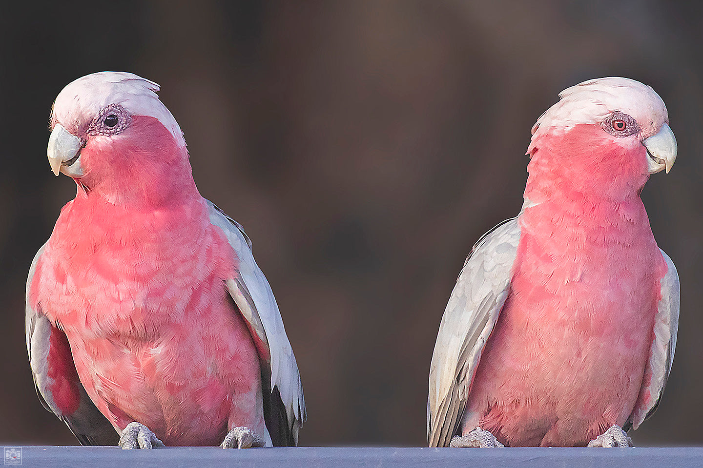 Galah Couple