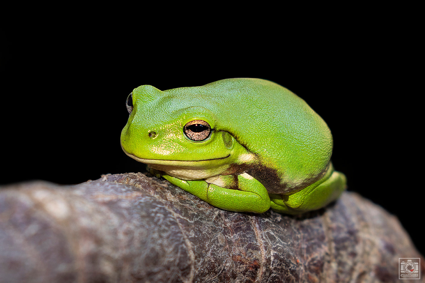 Grant the Green Tree Frog