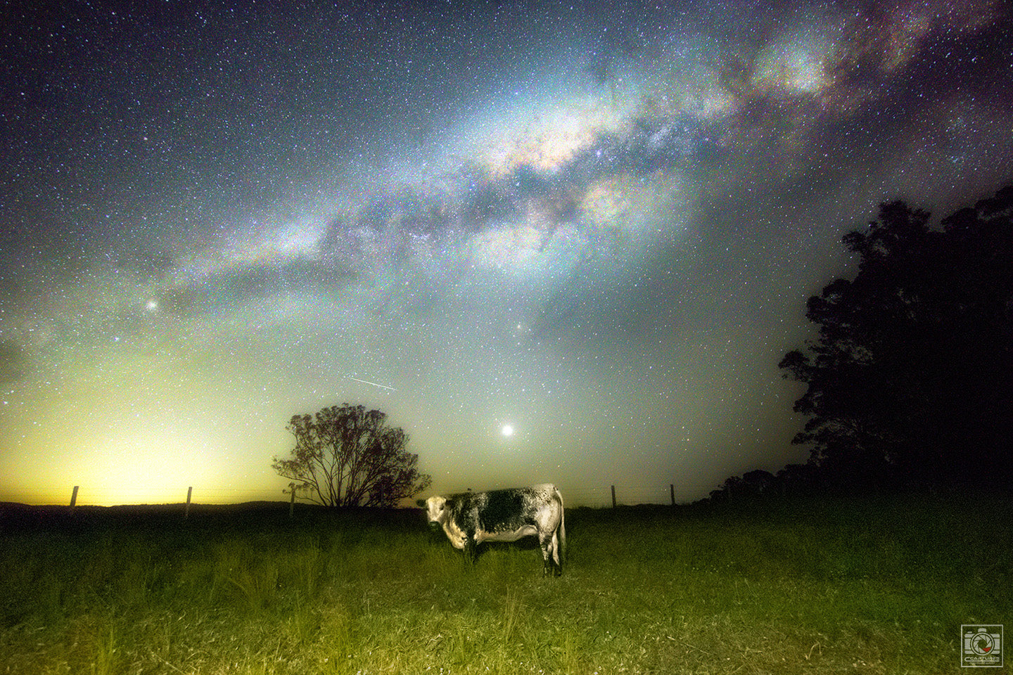 A Speckled Bovine, Venus & the Milky Way